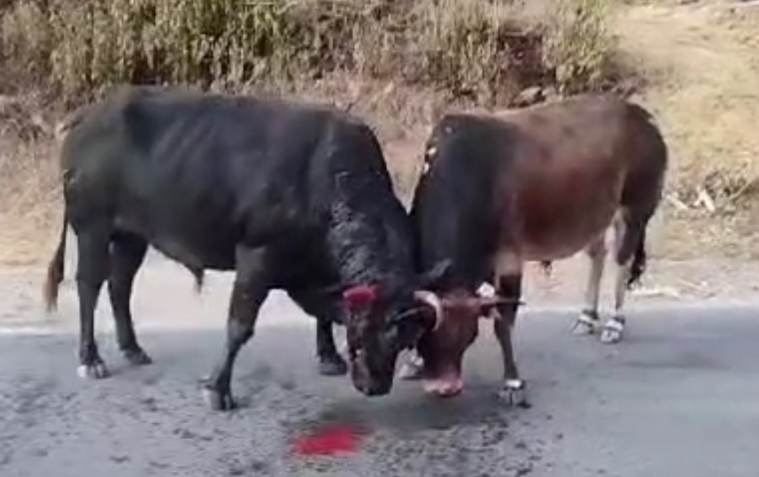 नैनीताल में आवारा सांडो की लड़ाई लोगों के लिए बनी मुसीबत