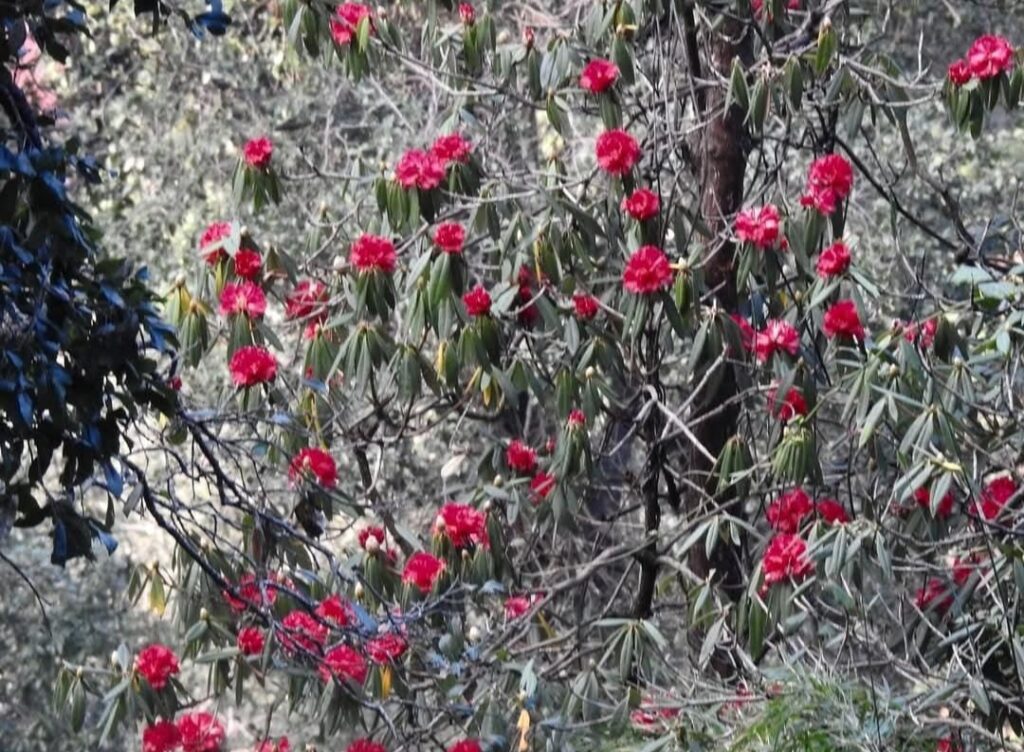 समय से पहले नैनीताल अल्मोड़ा व पहाड़पानी में खिला बुरांश का फूलउत्तराखंड की जलवायु में इस कदर हो रहा है बदलाव मार्च से पहले पहाड़ों पर खिला बुरांश का फूल- रतना साह