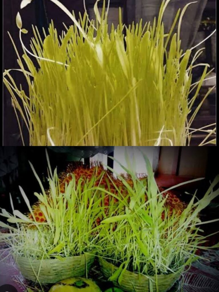 नैनीताल में हरेला महोत्सव की तैयारियां शुरू, हरेला बुवाई कार्यक्रम 6 जुलाई को,कार्यक्रम संयोजकों को जिम्मेदारी सौंपी