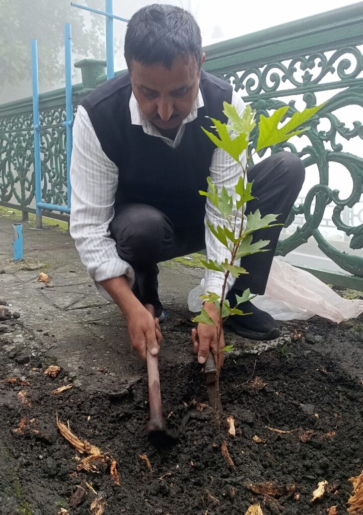 हरेला के मौके पर युसूफ खान ने माल रोड में लगाए कई चिनार के पौधे, बचाव के लिए साथ में लगाए ट्री गार्ड,